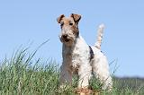 FOX TERRIER 373